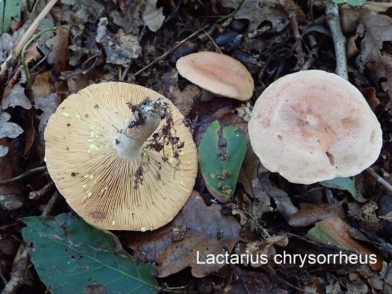 Lactarius chrysorrheus-amf1070.jpg - Lactarius chrysorrheus ; Syn: Lactarius theiogalus var. chrysorrheus ; Nom français: Lactaire à lait jaunissant